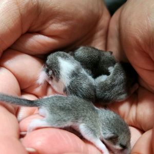 피그미다람쥐 애기 4마리 + 7마리 이미지