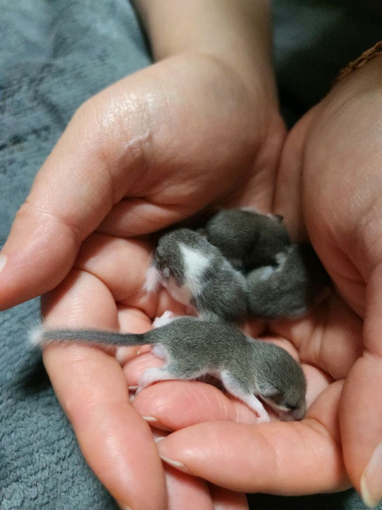 피그미다람쥐 애기 4마리 + 7마리 이미지