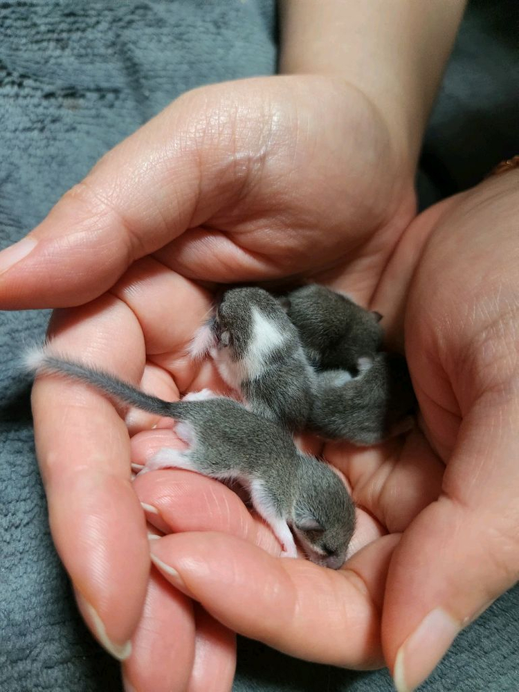 피그미다람쥐 애기 4마리 + 7마리 이미지