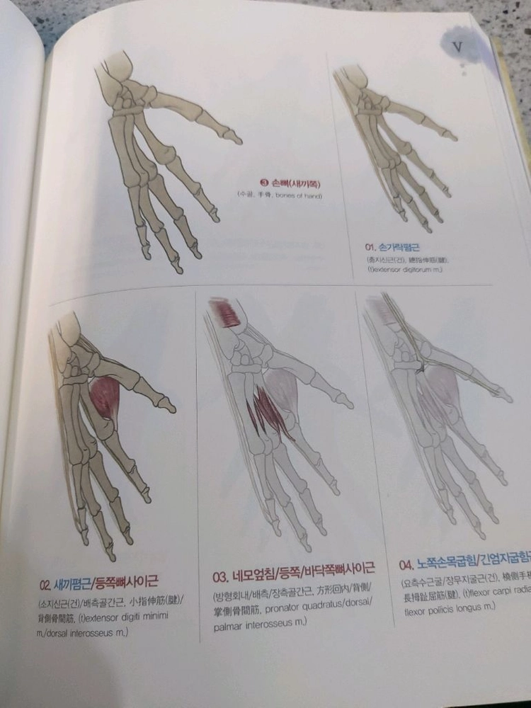 석가의 해부학 노트 이미지