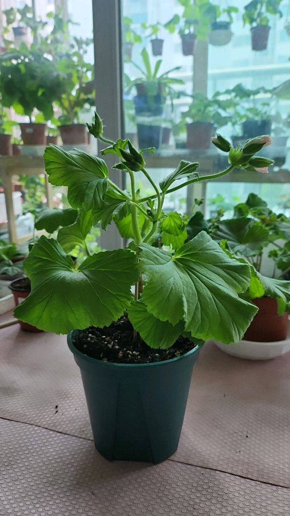 젠틀조지아 리갈제라늄 이미지