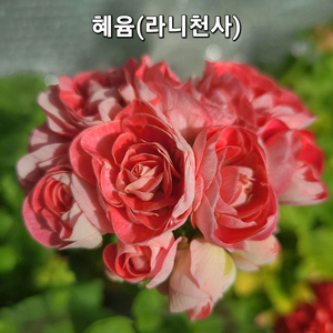 혜윰 (라니천사) 제라늄 이미지