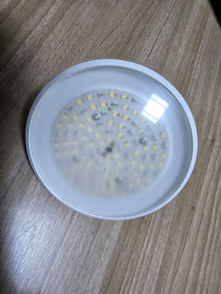 식물등 판매합니다 이미지