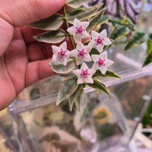 호야 벨라알보마지나타 이미지