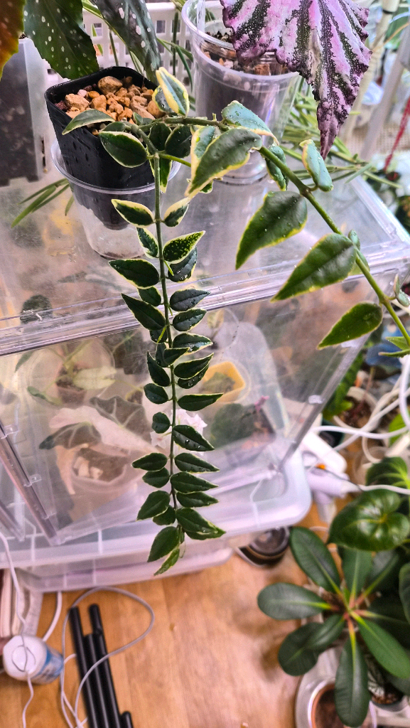 호야 벨라알보마지나타 이미지