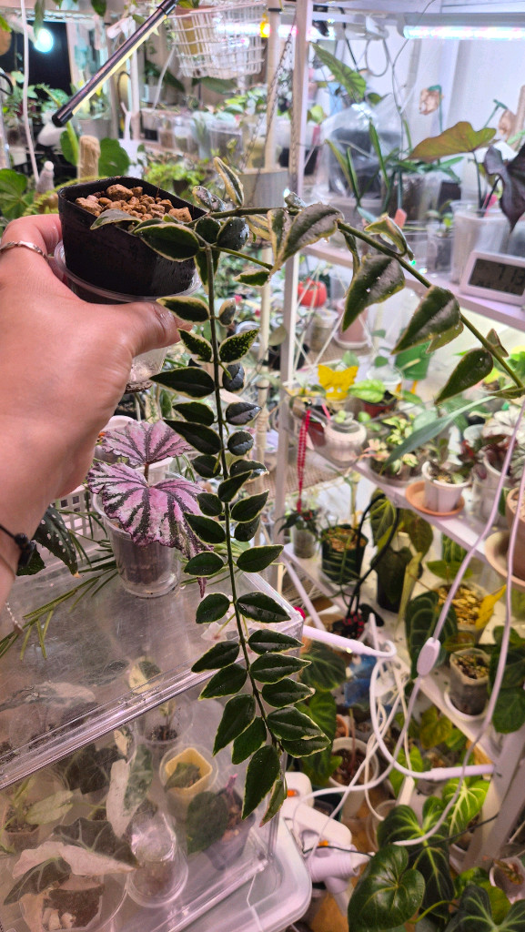 호야 벨라알보마지나타 이미지