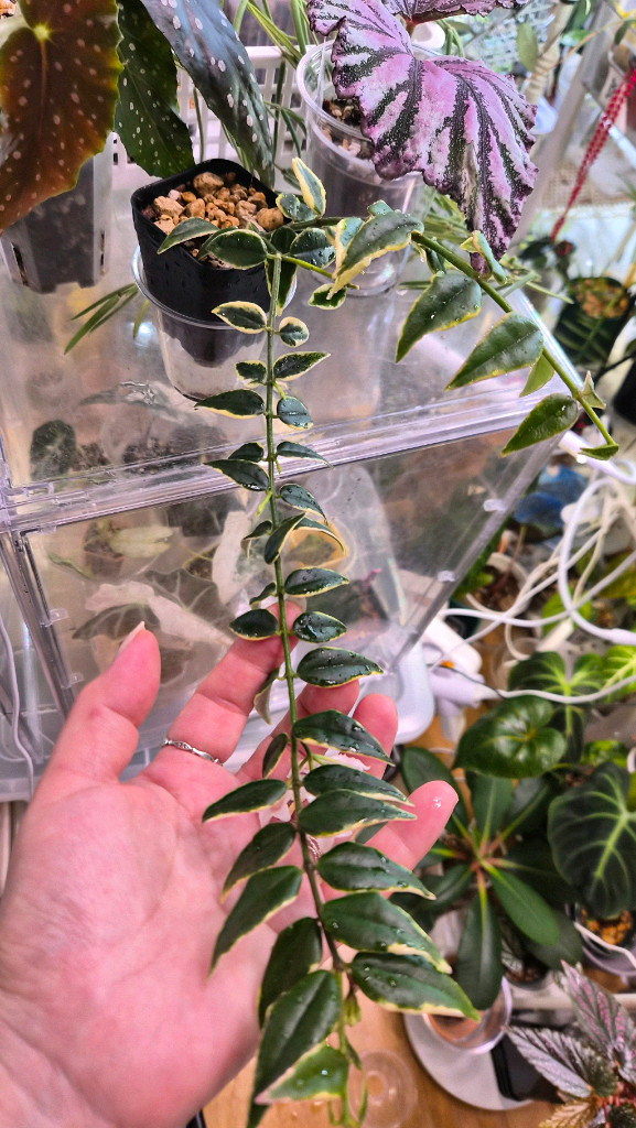 호야 벨라알보마지나타 이미지