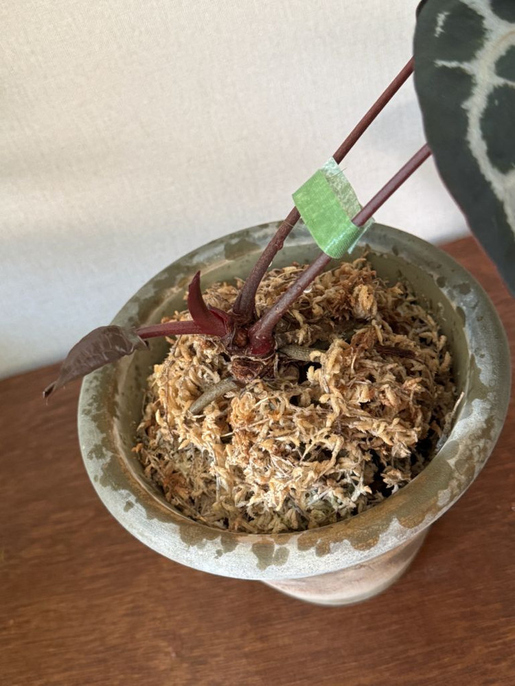 안스리움 미자(미쉘자라)+두갸르송 그린링 이미지