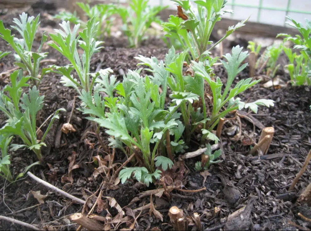 캐논 익서스 IXUS 960 IS 디지털 카메라 이미지