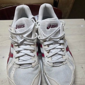 로테리브레 255 이미지