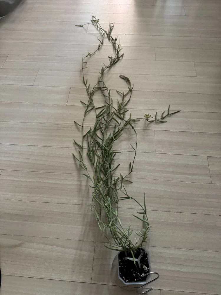 호야 리네아리스 10줄기 이미지
