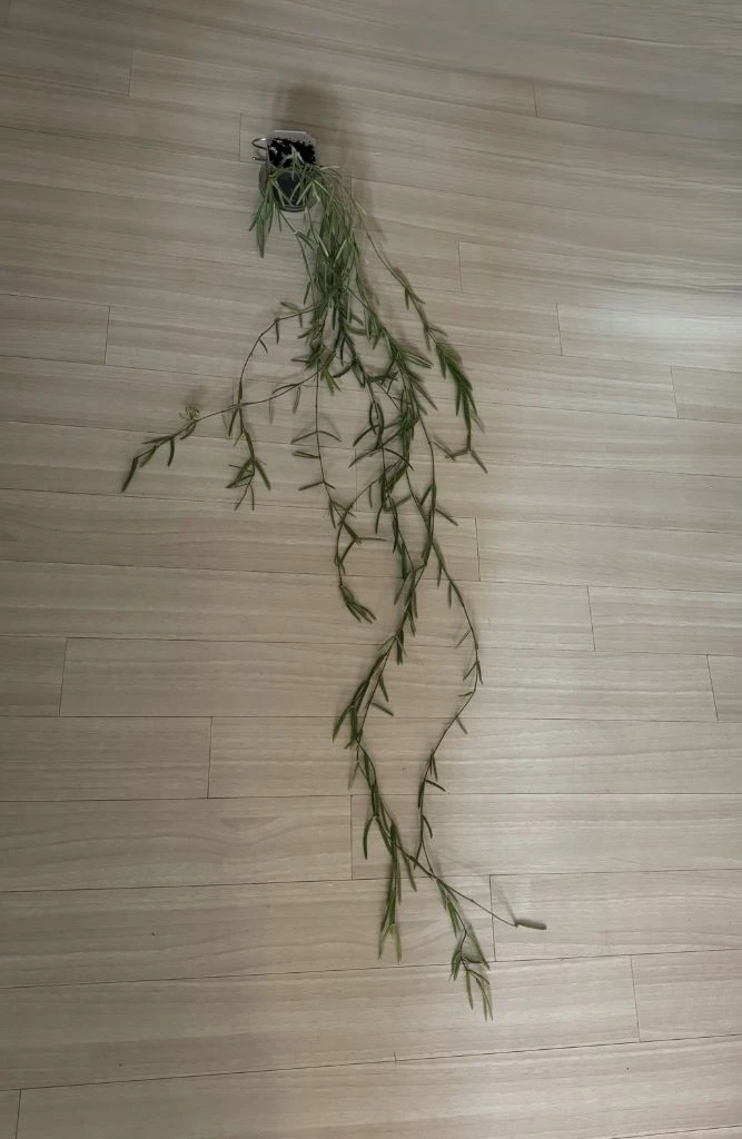 호야 리네아리스 10줄기 이미지