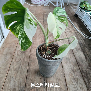 몬스테라알보 이미지