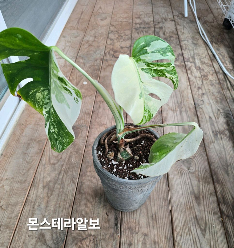 몬스테라알보 이미지