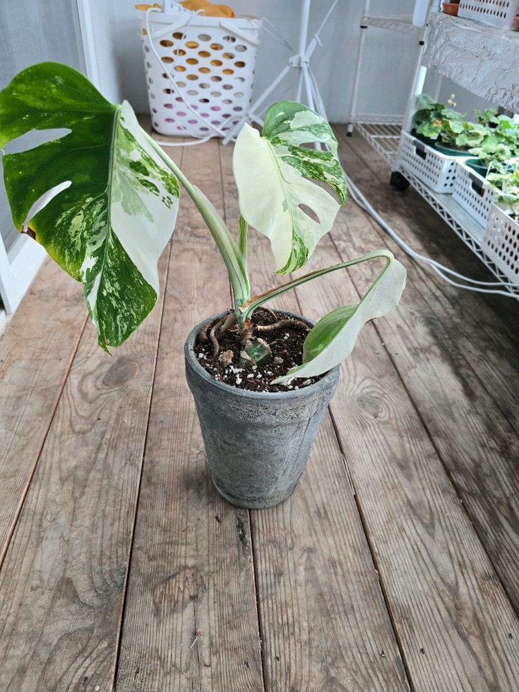 몬스테라알보 이미지