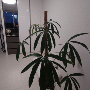 에미넌스 안스리움 대품(희귀식물) 이미지