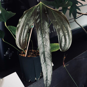 안스리움 퍼카텀 clone 이미지