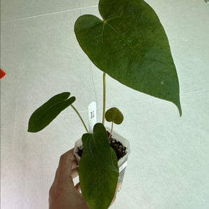 안스리움 블루파필 이미지