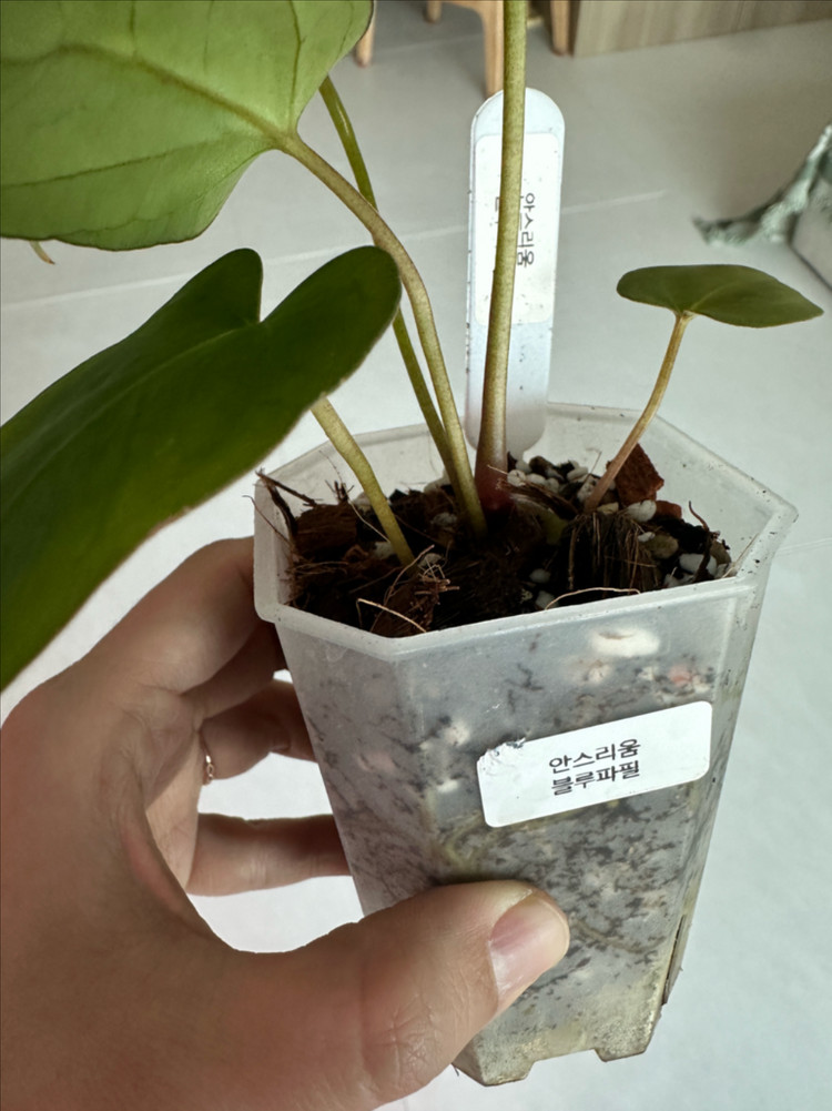 안스리움 블루파필 이미지