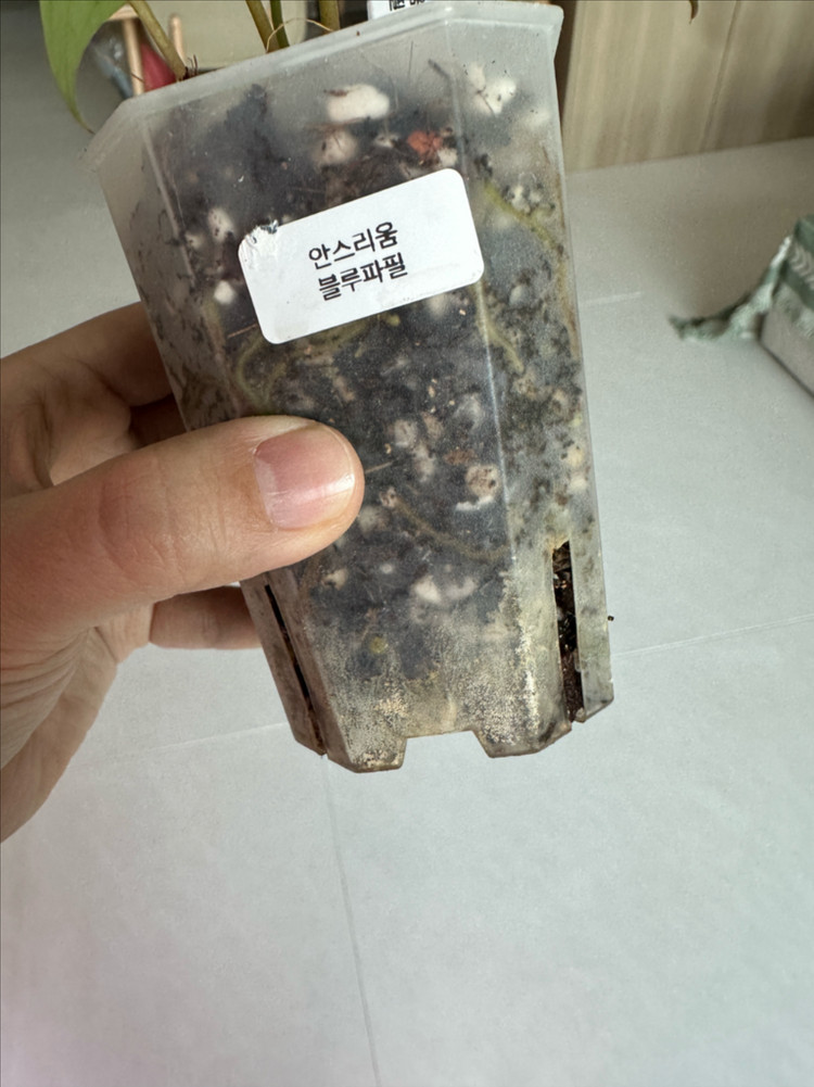 안스리움 블루파필 이미지