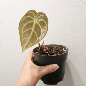 안스리움 크리스탈호프 포게티 하이브리드 이미지