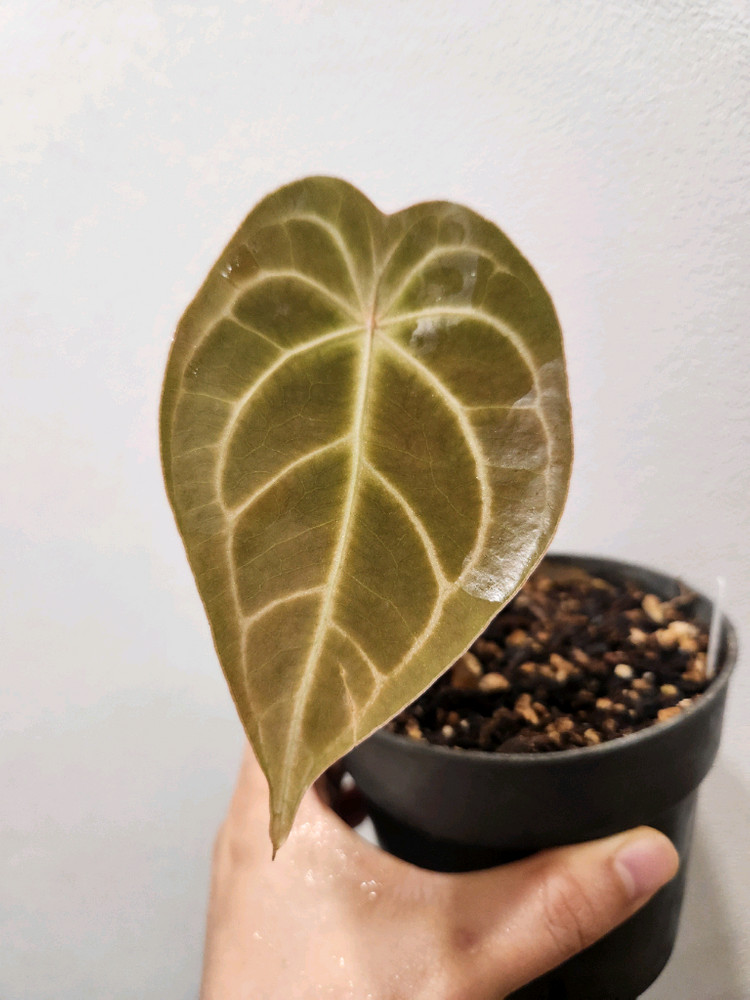 안스리움 크리스탈호프 포게티 하이브리드 이미지