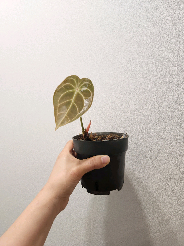 안스리움 크리스탈호프 포게티 하이브리드 이미지