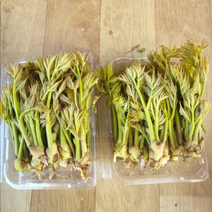 자연산 참두릅 한팩20개 이미지