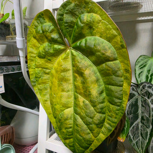 안스리움 썬셋x럭셔리 바리에가타 이미지