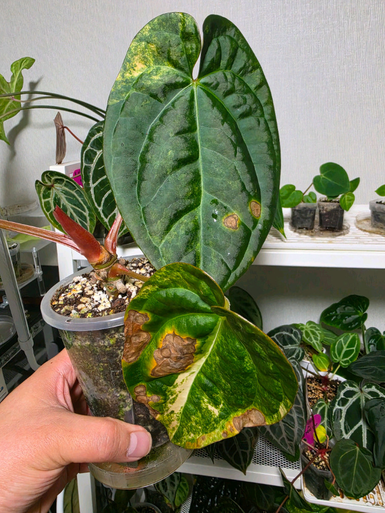 안스리움 썬셋x럭셔리 바리에가타 이미지