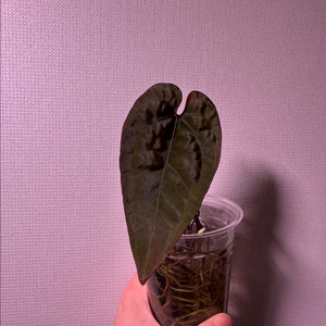 안스리움 에오스 찐 다크폼 이미지