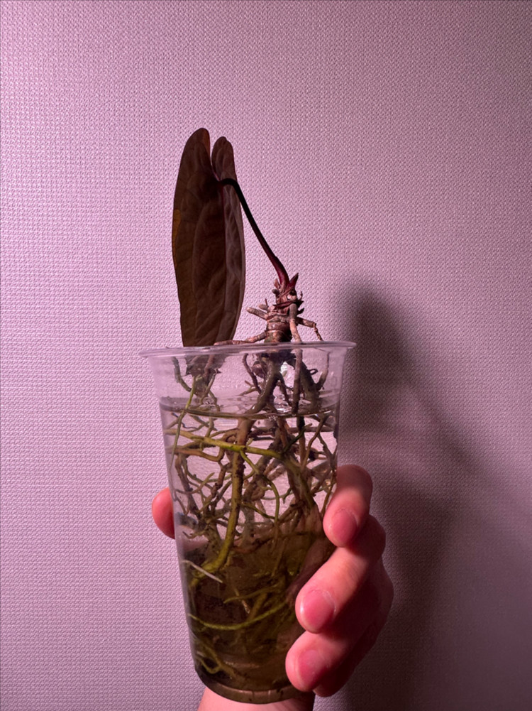 안스리움 에오스 찐 다크폼 이미지