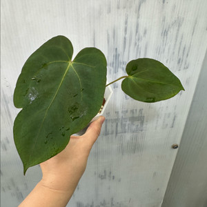 안스리움 블루파필 이미지