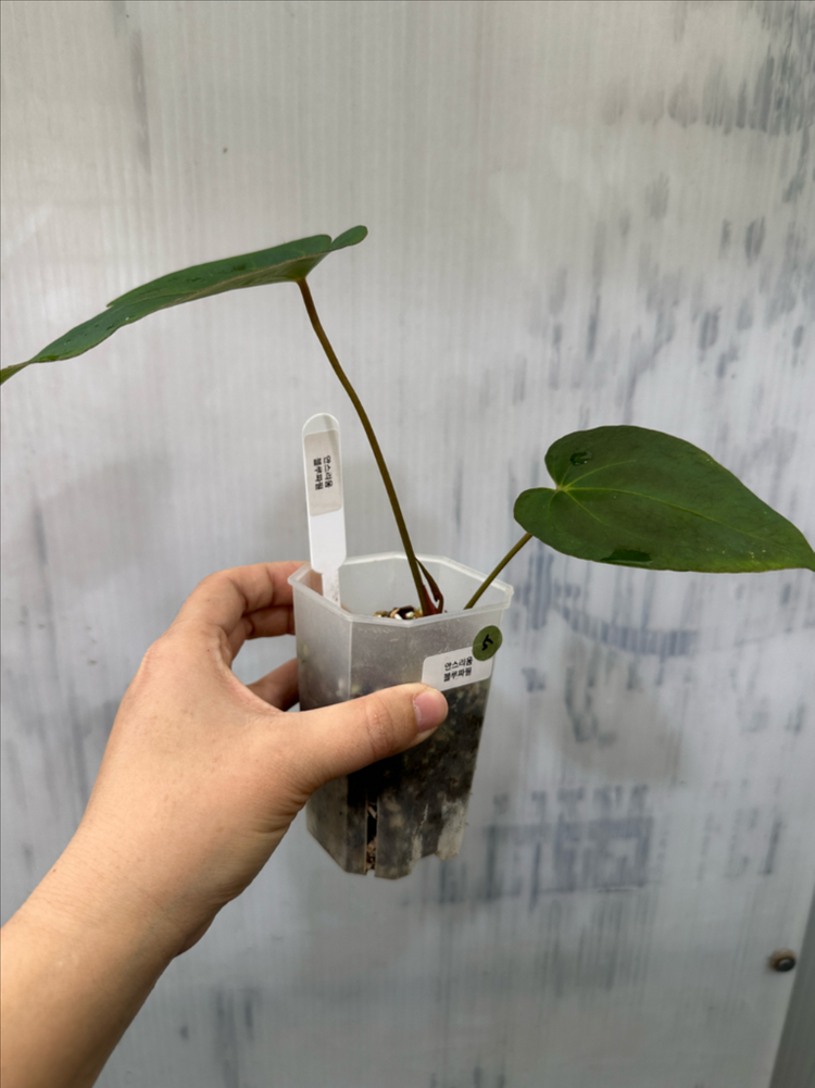 안스리움 블루파필 이미지