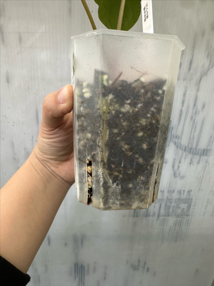 안스리움 블루파필 이미지