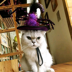 애완견 고양이 할로윈 코스튬 모자 판매합니다 이미지