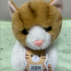 다이소 고양이 인형(오로라 시리즈) 이미지