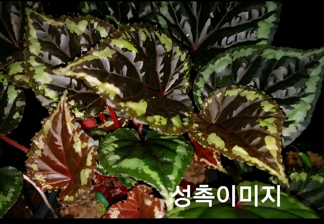 베고니아 이그니타(원종) 이미지