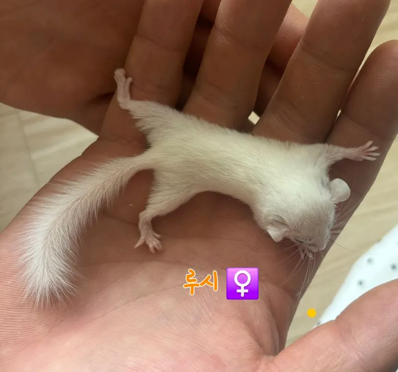 전북.전주 피그미다람쥐 저렴분양 아가들 이미지