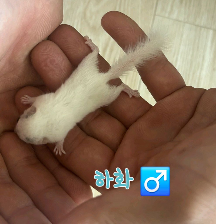 전북.전주 피그미다람쥐 저렴분양 아가들 이미지