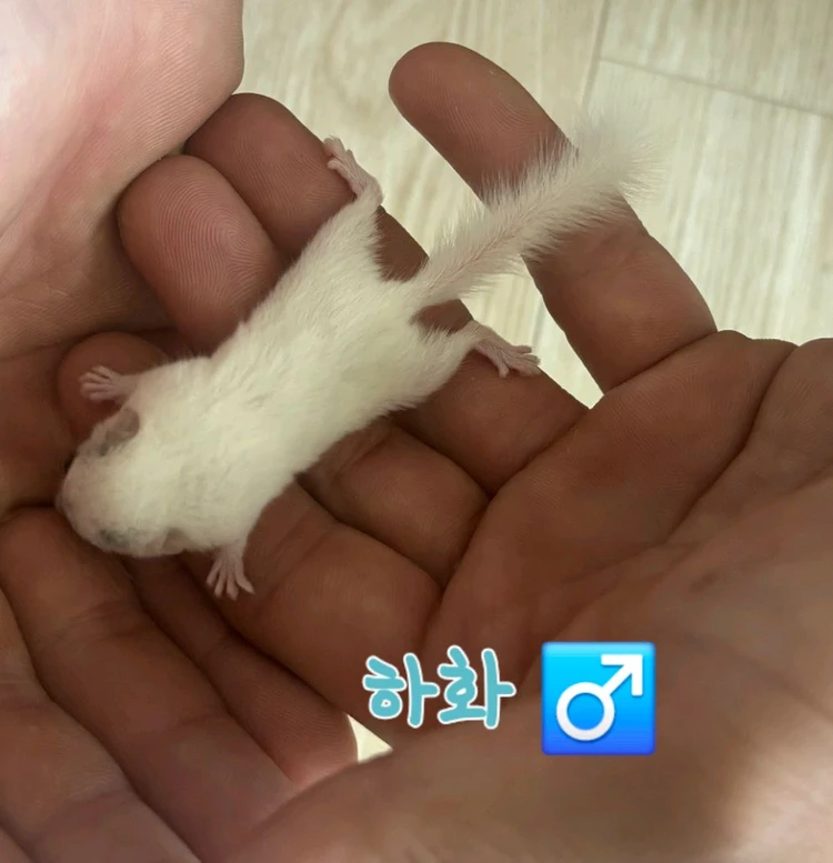 전북.전주 피그미다람쥐 저렴분양 아가들 이미지