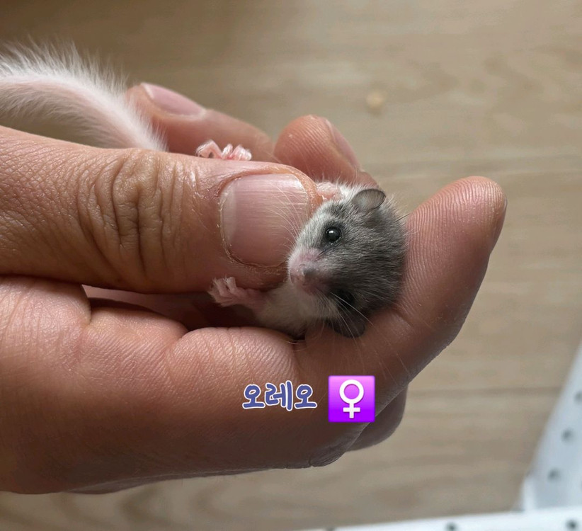 전북.전주 피그미다람쥐 저렴분양 아가들 이미지