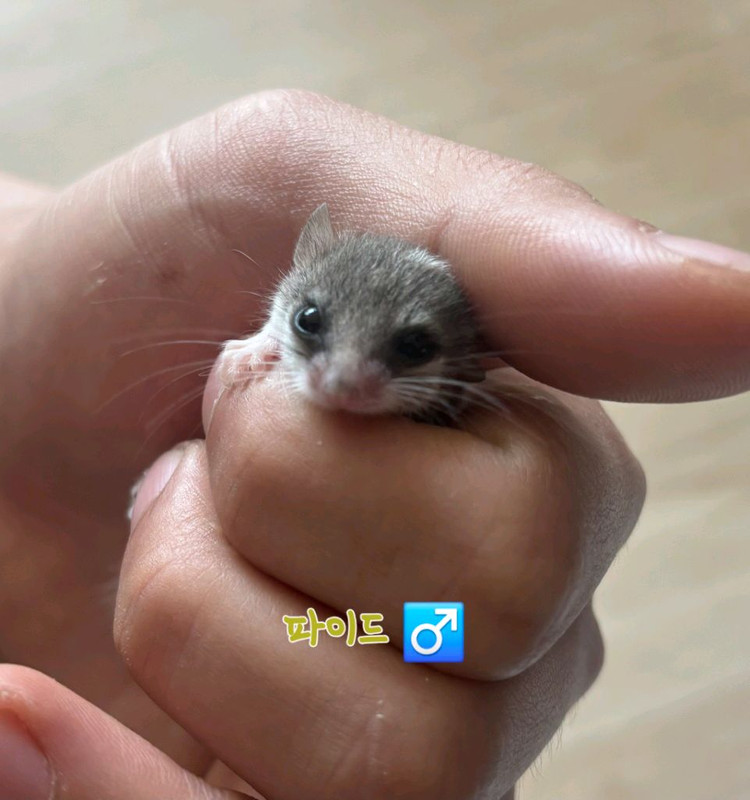 전북.전주 피그미다람쥐 저렴분양 아가들 이미지