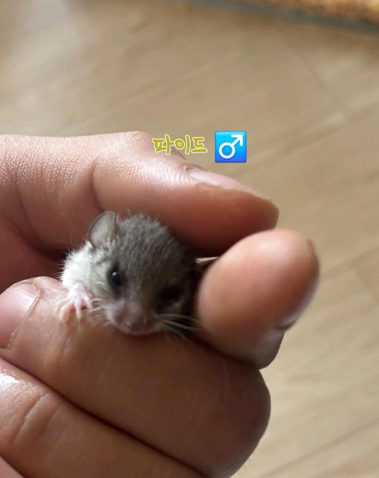전북.전주 피그미다람쥐 저렴분양 아가들 이미지