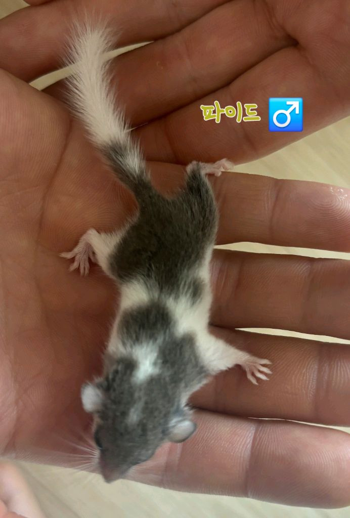 전북.전주 피그미다람쥐 저렴분양 아가들 이미지