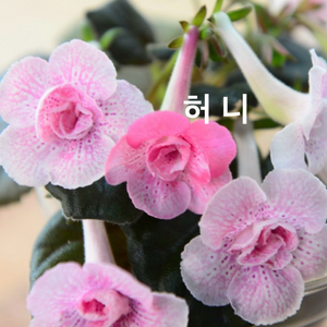 미니신닌기아 허니 이미지