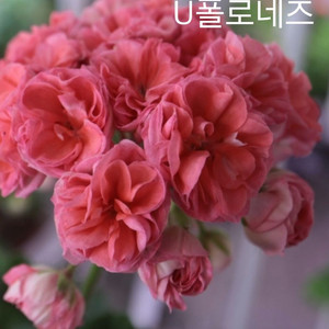 제라늄 3종 일괄 이미지