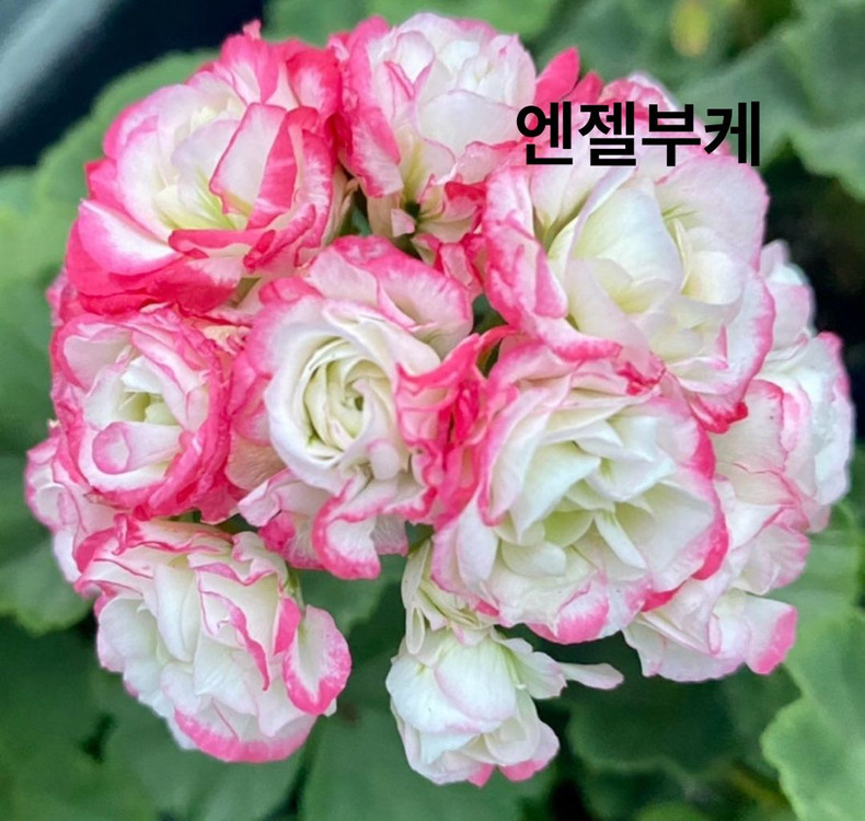제라늄 3종 일괄 이미지