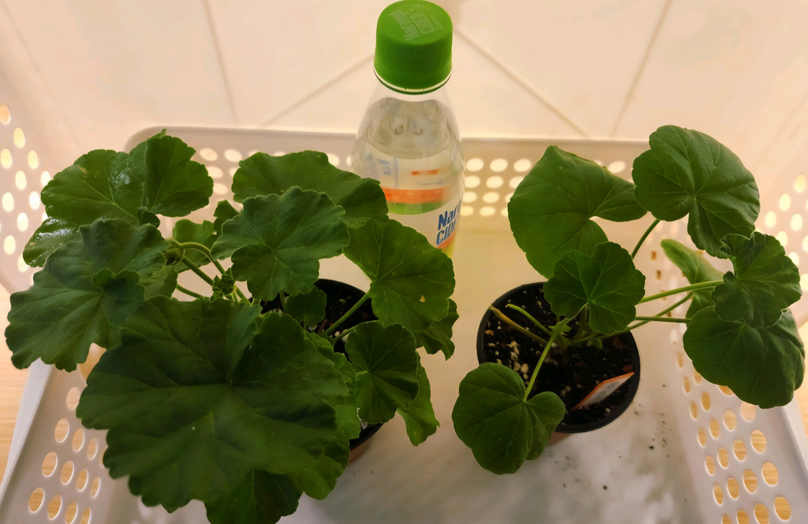 리사마농 Hi글로리아 국내변종 제라늄2종 이미지