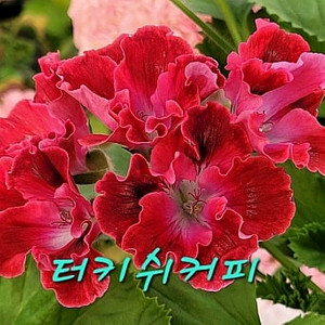터키쉬커피대품리갈제라늄 이미지